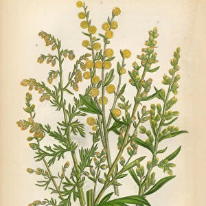 Sunflower, Southernwood, Mugwort, Wormwood, Victorian Botanical Illustration