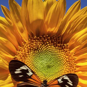 Sunflower with speckled butterfly