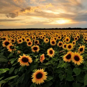Sunflowers Sunset Print Sunflowers Sunset Print