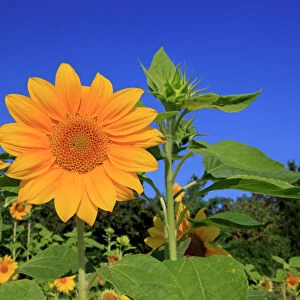 Sunflowers -Helianthus annuus-, flowering, Ellerstadt, Rhineland-Palatinate, Germany