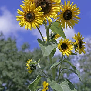 Sunflowers -Helianthus anuus-