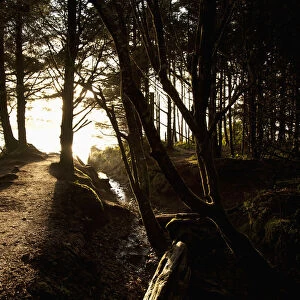 Sunlight Filters Through The Trees Along A Path Leading To Chestermans Beach And Franks Island Near Tofino