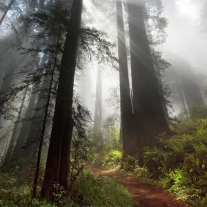 Sunlight streaming through early morning mist in redwood forest, Redwood National Park, California, USA