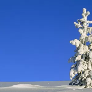 Sunlight on a Tall, Snow Covered Pine Tree