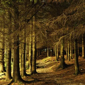 Sunlit Forest Path