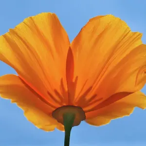 sunny poppy from below sunny poppy from below