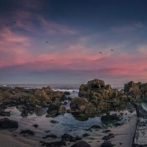 Sunrise, Clouds, Sky, Bird, Seagull, Tidal Pool, Rocks, Pink, Cape Town, South Africa