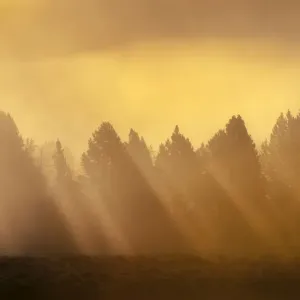 AM sunrise through fog in Hayden Valley Yellowstone NP AM sunrise through fog in Hayden Valley Yellowstone NP