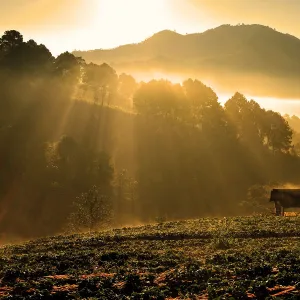 Sunrise over strawberry farm, Doi Ang Khang