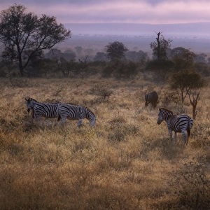 Sunrise With the Zebras & Wildebeest, Kruger National Park, South Africa