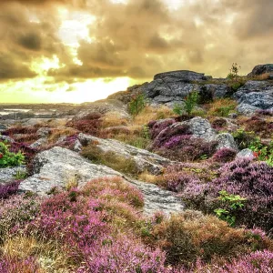 A sunset in the coastal town of Ronnang, Sweden with some beautiful flora in the foreground A sunset in the coastal town of Ronnang, Sweden with some beautiful flora in the foreground