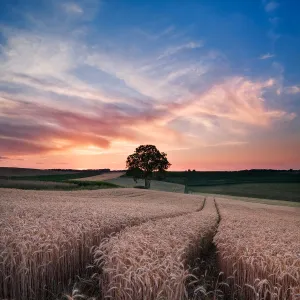 Sunset in field