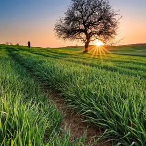 Heidelberg Field Sunset Print