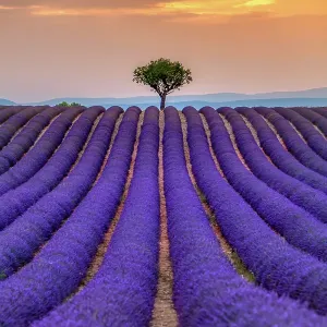 Sunset over Provence lavender field Sunset over Provence lavender field