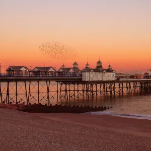 Sunset & starlings