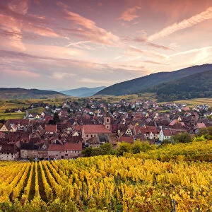 Sunset over the vineyards in autumn, Riquewihr, Alsace, France