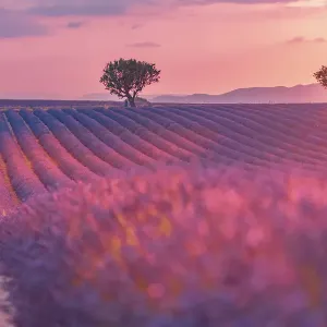 Sunset over a violet lavender field in Provence, France Sunset over a violet lavender field in Provence, France