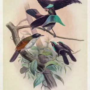 Superb bird-of-paradise, 19th century illustration