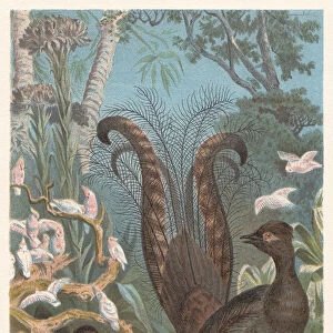 Superb lyrebird (Menura novaehollandiae), lithograph, published in 1882