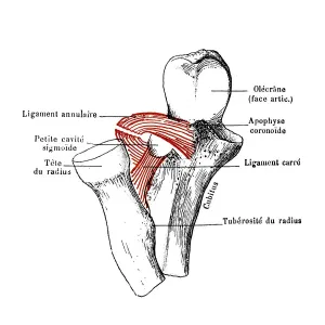 Superior radio-ulnar articulation Superior radio-ulnar articulation