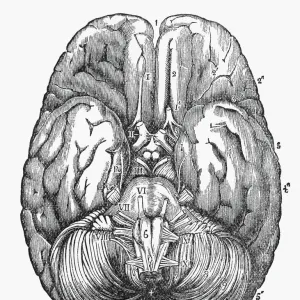 Under Surface of the Human Brain Engraved Illustration, Circa1880