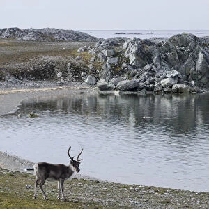 Svalbard Reindeer -Rangifer tarandus platyrhynchus-, near Hyttevika, Spitsbergen Island, Svalbard Archipelago, Svalbard and Jan Mayen, Norway