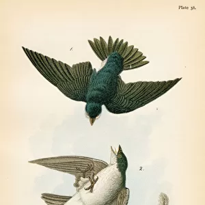 swallow bird lithograph 1890