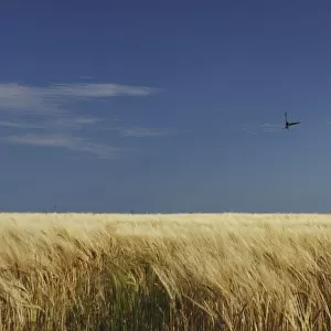 a swallow flying low over a barley field in east cork in munster region