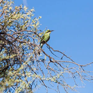 The swallow-tailed bee-eater is a near passerine bird in the bee-eater family Meropidae. It breeds in savannah woodlands of sub-Saharan Africa. It is partially migratory, moving in response to rainfal