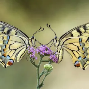 Two Swallowtail Butterflies Print on a Flower Two Swallowtail Butterflies Print on a Flower