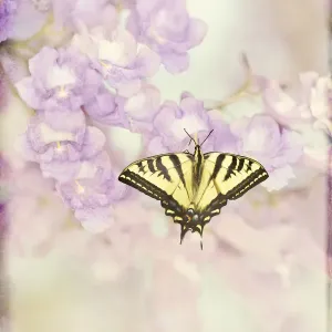 Swallowtail Butterfly Swallowtail Butterfly