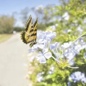 Swallowtail butterfly Swallowtail butterfly