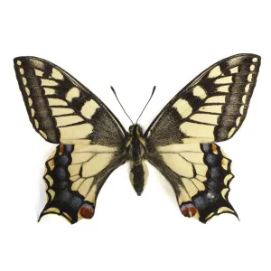 Swallowtail butterfly Swallowtail butterfly