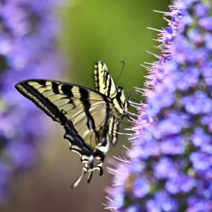 Swallowtail Butterfly on Perfect Purple bokeh Swallowtail Butterfly on Perfect Purple bokeh