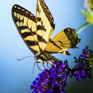 Yellow Swallowtail Butterfly Print on Blue Background Yellow Swallowtail Butterfly Print on Blue Background