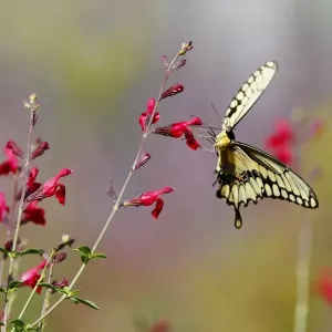 Papillon colibri sur des fleurs sauvages rouges. Papillon colibri sur des fleurs sauvages rouges.
