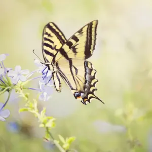 Swallowtail Enjoying Phlox Swallowtail Enjoying Phlox