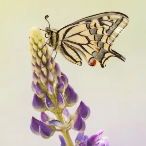 Swallowtail or Old World Swallowtail (Papilio machaon), North Hesse, Hesse, Germany Swallowtail or Old World Swallowtail (Papilio machaon), North Hesse, Hesse, Germany