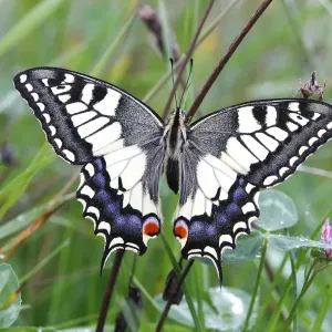 Swallowtail (Papilio machaon), sitting in a meadow Swallowtail (Papilio machaon), sitting in a meadow