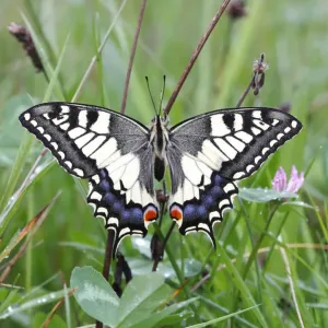 Swallowtail (Papilio machaon), sitting in a meadow Swallowtail (Papilio machaon), sitting in a meadow