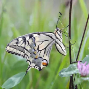 Swallowtail (Papilio machaon), underside, sitting in a meadow Swallowtail (Papilio machaon), underside, sitting in a meadow