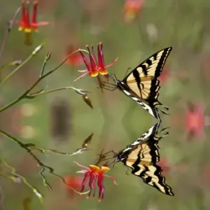 Swallowtail in a Scarlet Dream Swallowtail in a Scarlet Dream