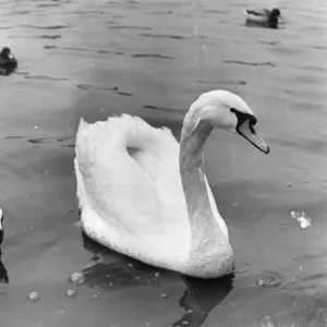 Images Dated 1977 January: 19 Jan 1977