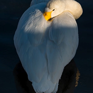 Swan post in a lake