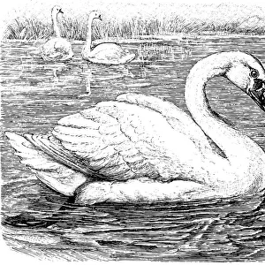 swan on a river