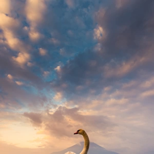 a Swan spread its wings with Mt. Fuji background