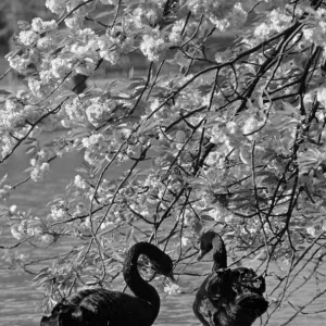 Swans In Park