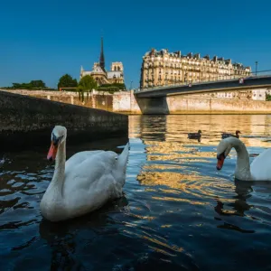 Notre Dame Cathedral Print with Swans Notre Dame Cathedral Print with Swans
