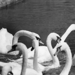 Images Dated 1976: August