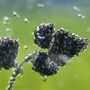 Swarming Ants Print on Plant